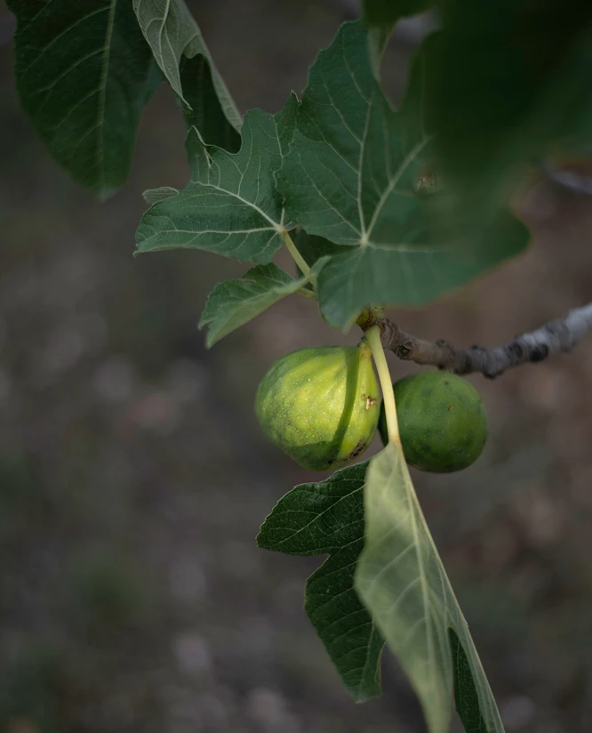E-book o kojení - 5 klíčových kroků